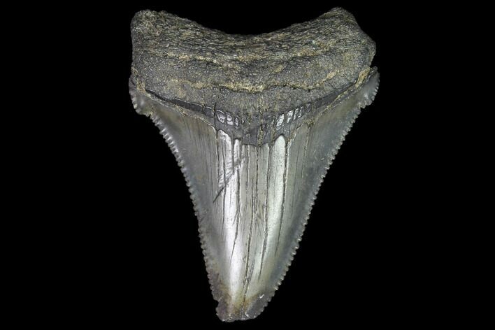 Chubutensis Tooth From Virgina - Megalodon Ancestor #97675